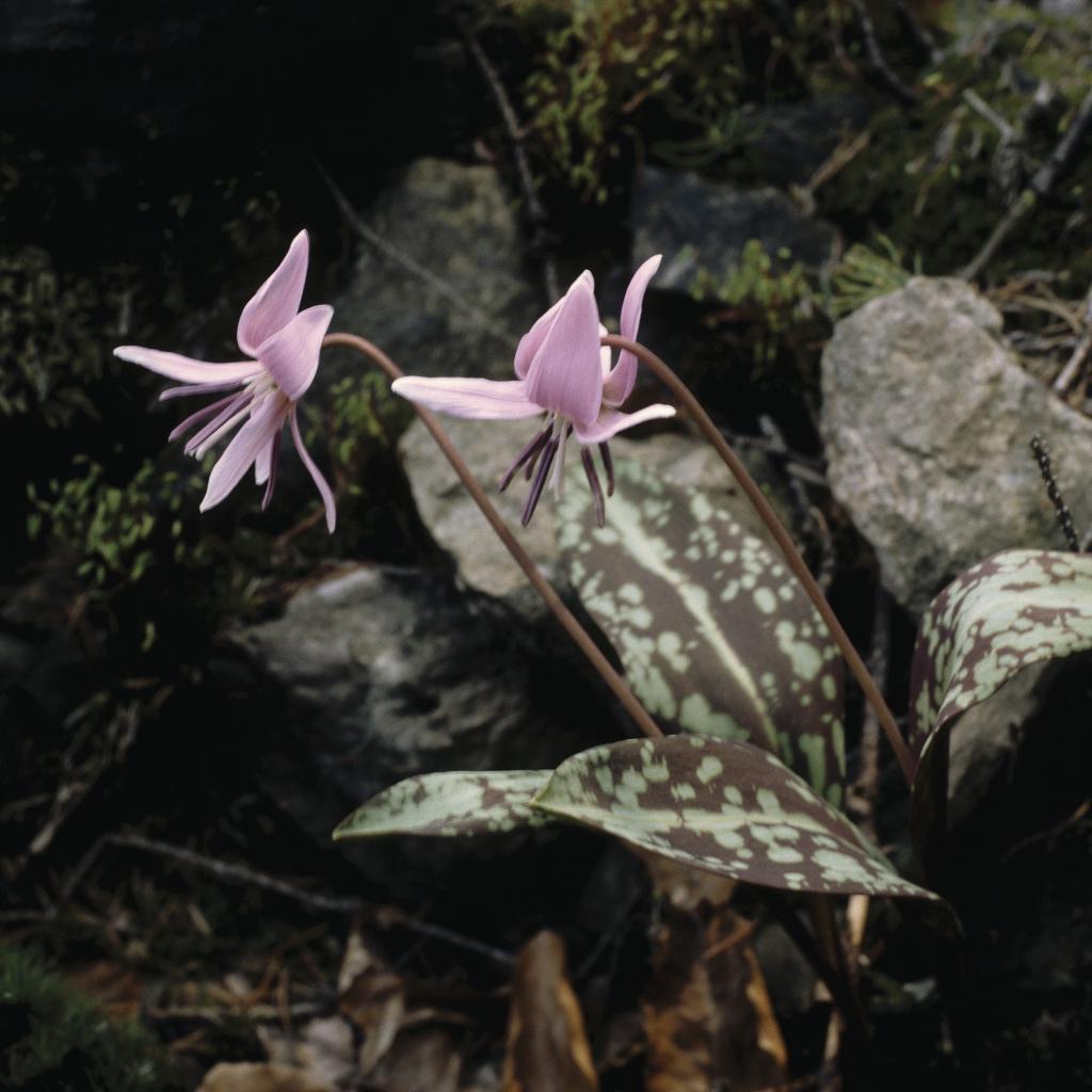 Erythronium-dens-canis
