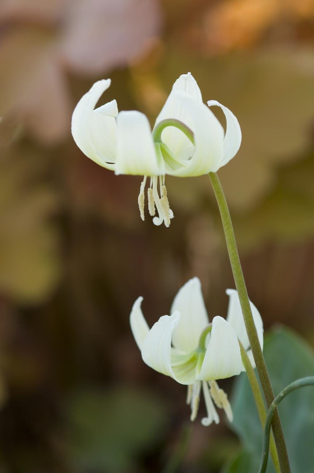 Erythronium-revolutum