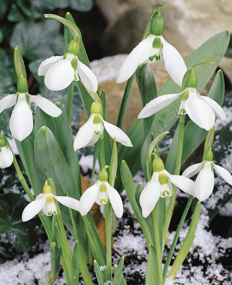 Galanthus-elwesii