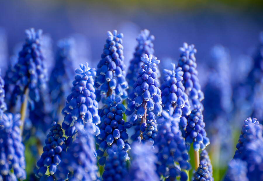 Grape-hyacinth