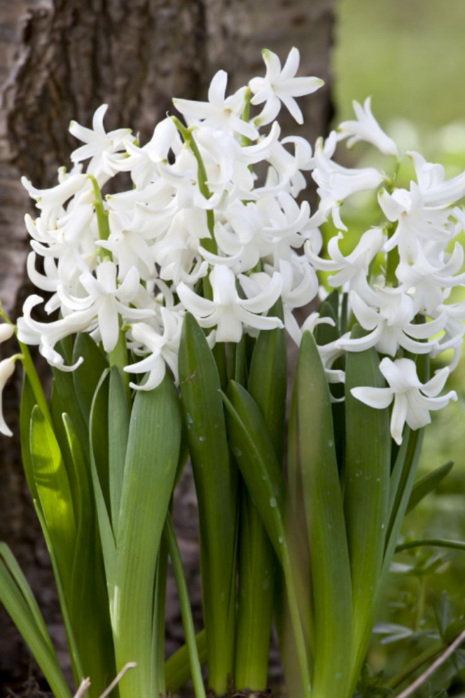 Hyacinth-multiflora