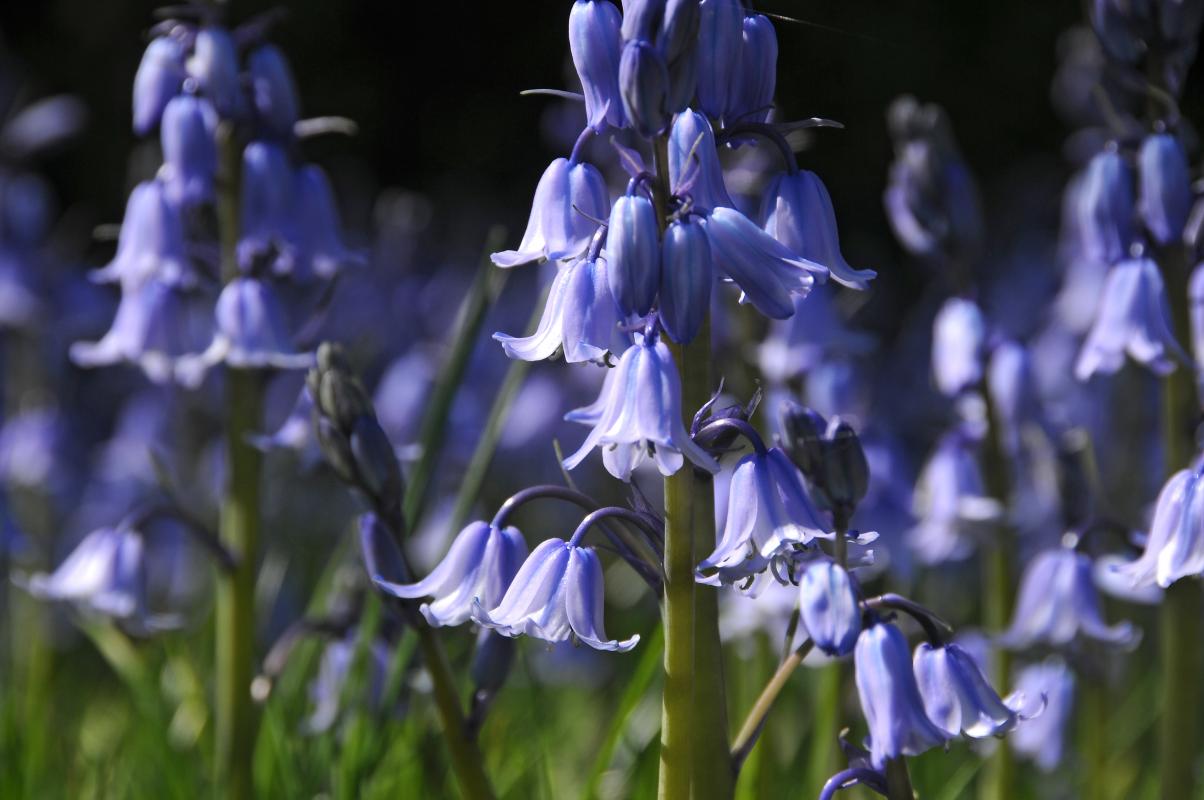 Hyacinthoides-hispanica
