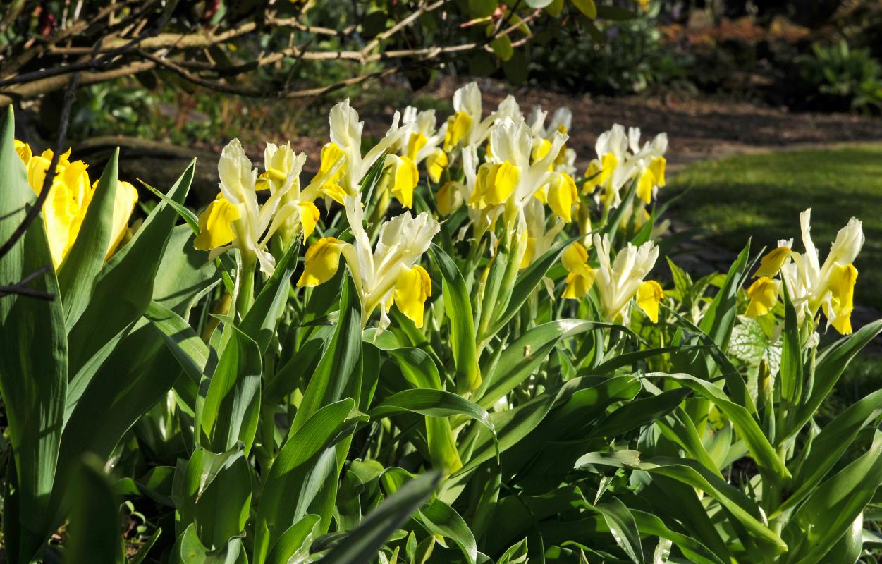 Iris-bucharica