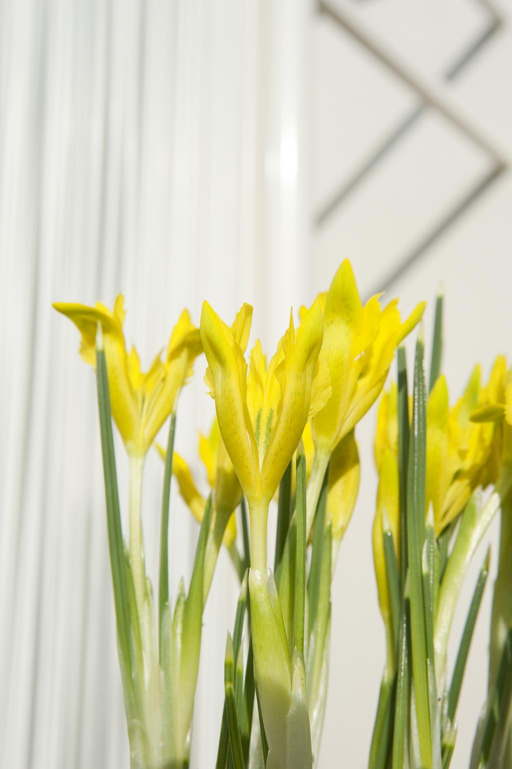 Iris-danfordiae