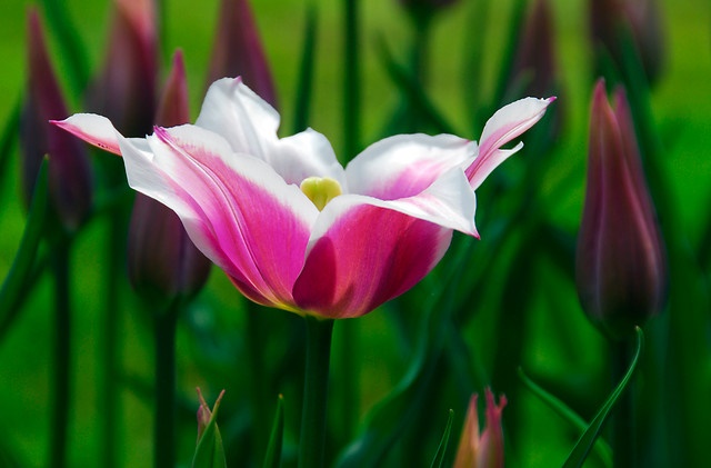 Lily-flowering-tulip