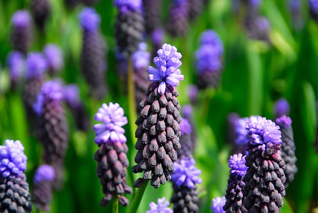 Muscari-latifolium