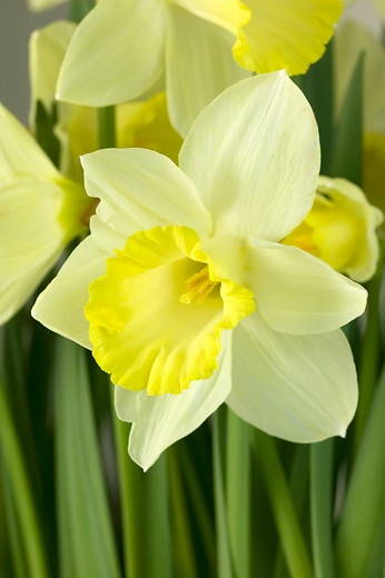 Narcissus-Jonquilla