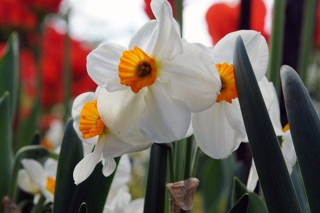 Narcissus-Tazetta