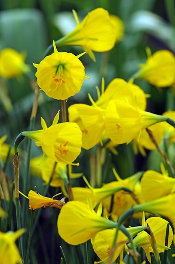 Narcissus-bulbocodium