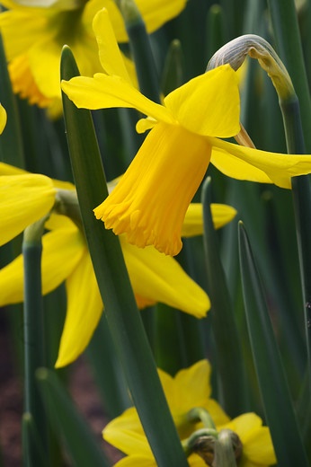 Narcissus-cyclamineus