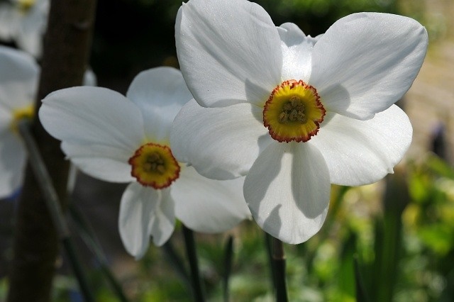 Narcissus-poeticus