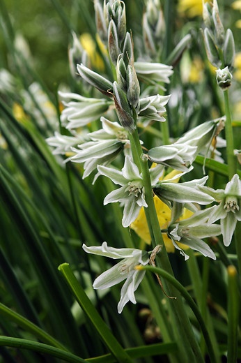 Ornithogalum-nutans