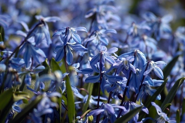 Scilla-siberica