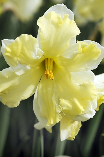 Split-corona-daffodil