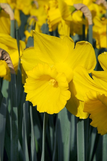 Trumpet-daffodil