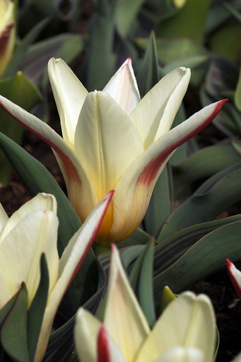 Tulip-kaufmanniana