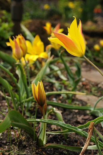 Tulipa-kolpakowskiana