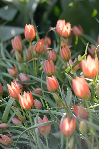 Tulipa-linifolia