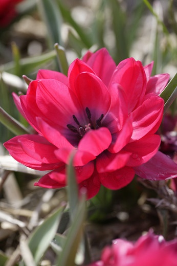 Tulipa-pulchella