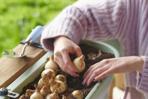 Planting bulbs