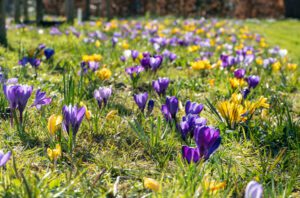 low-growing bulbs such as hyacinths for higher-flowering bulbs such as the tulip.