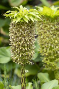 Summer flowering bulbs Close up Eucomis summer flowerbulb (Biodiversity)