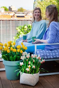 Balcony with yellow tulips and daffodils in a pot Balcony flower bulbs in pots. Daffodils and yellow tulips.