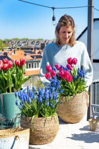 Roof terrace with pots of blue grapes and pink tulips.